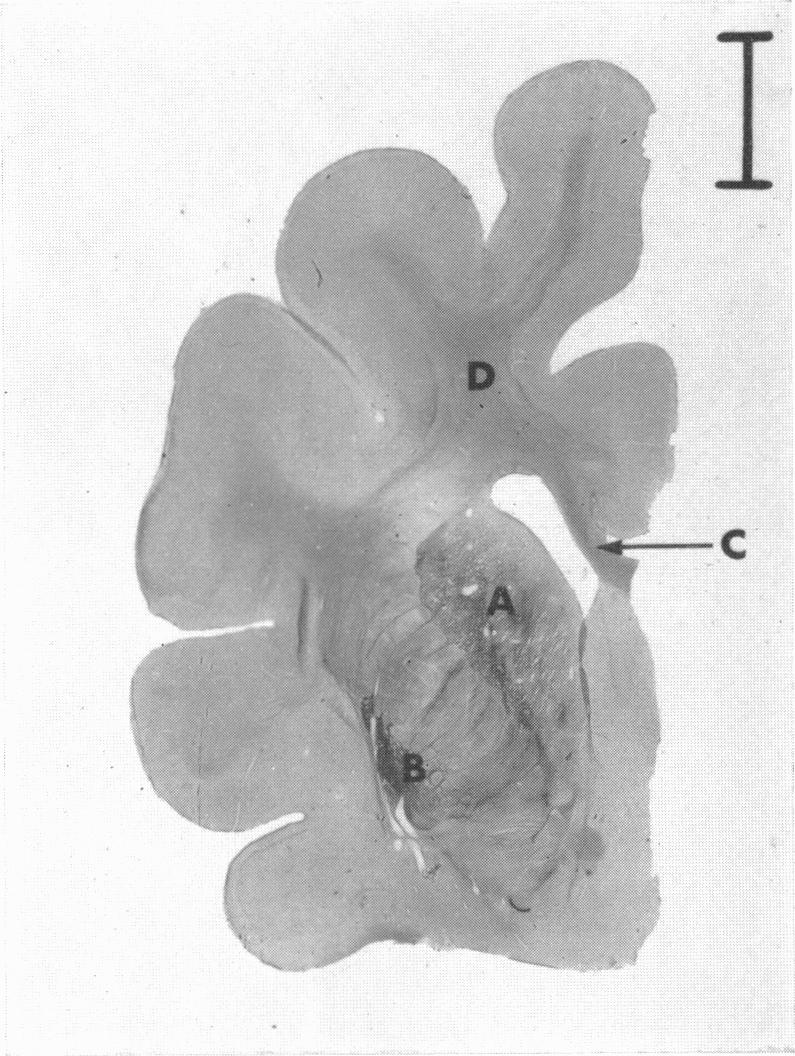 Fig. 10