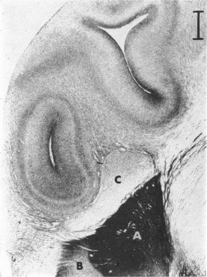 Fig. 36