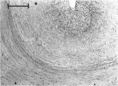 Fig. 27