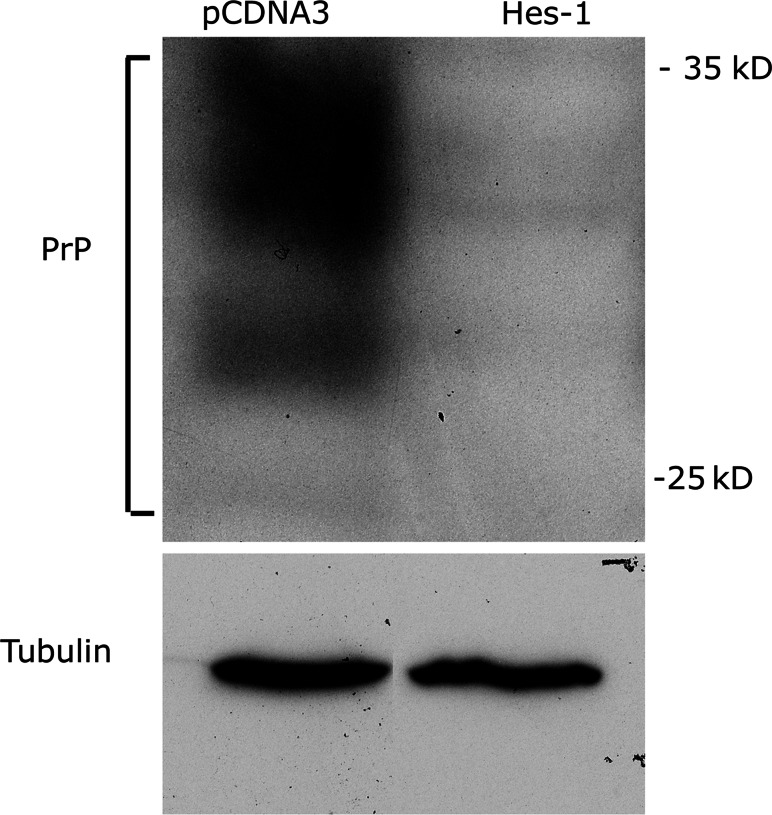 Fig. 7