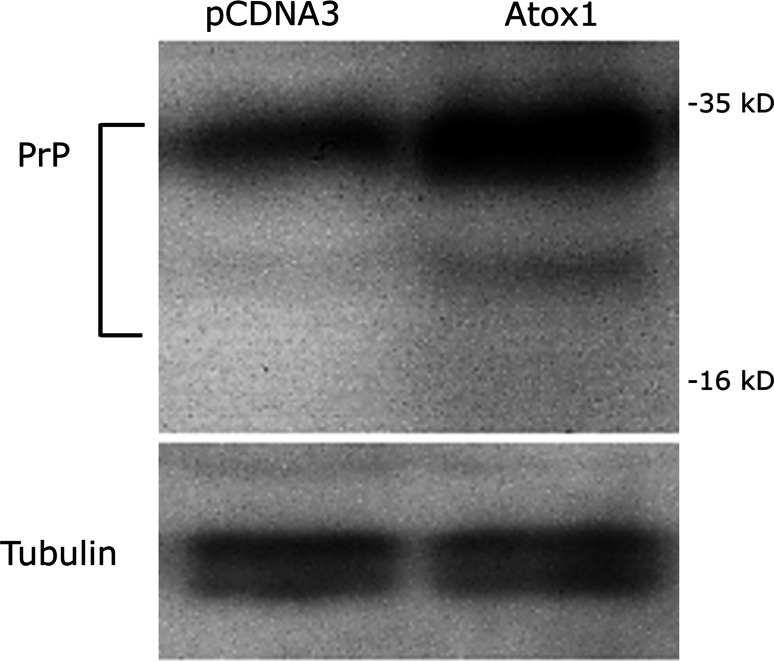 Fig. 9