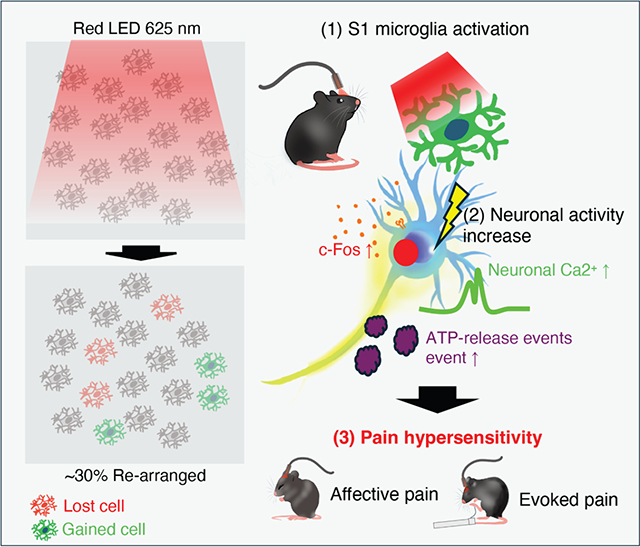 graphic file with name nihms-2085670-f0001.jpg