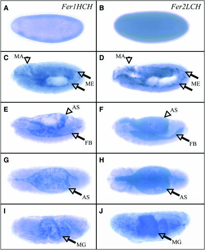 Figure 4.—