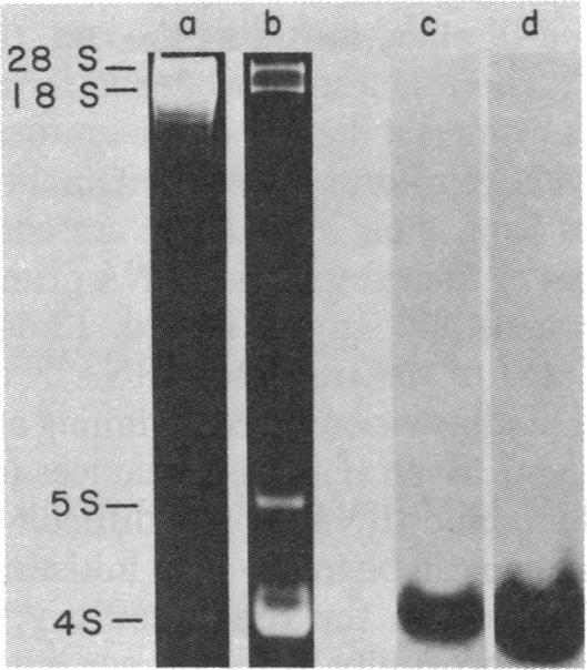 graphic file with name pnas00637-0146-b.jpg