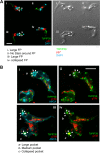 FIG 4