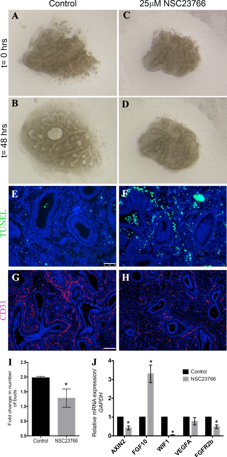 Fig. 10.