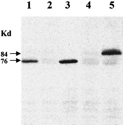 FIG. 5