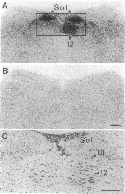 graphic file with name pnas01142-0452-a.jpg