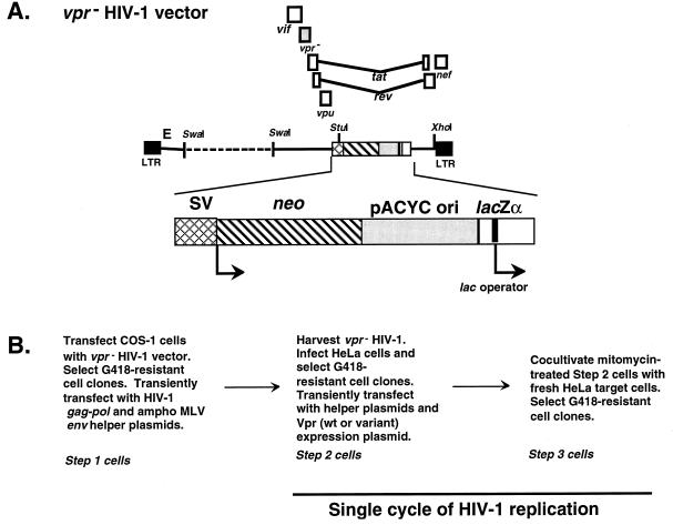 FIG. 1