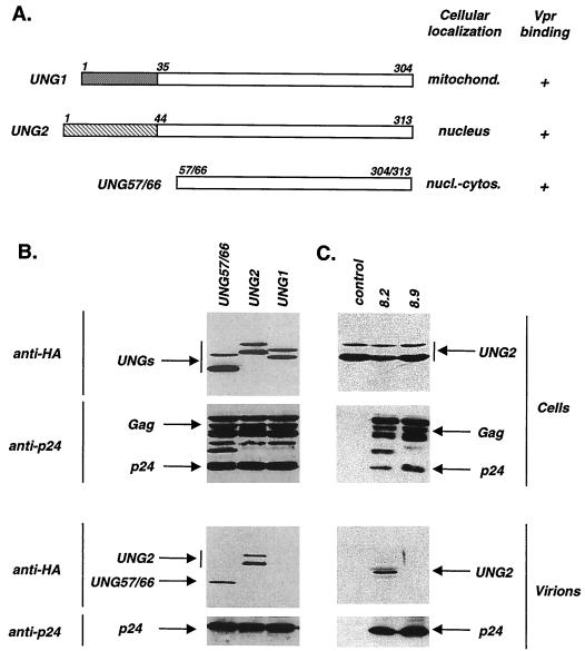 FIG. 4