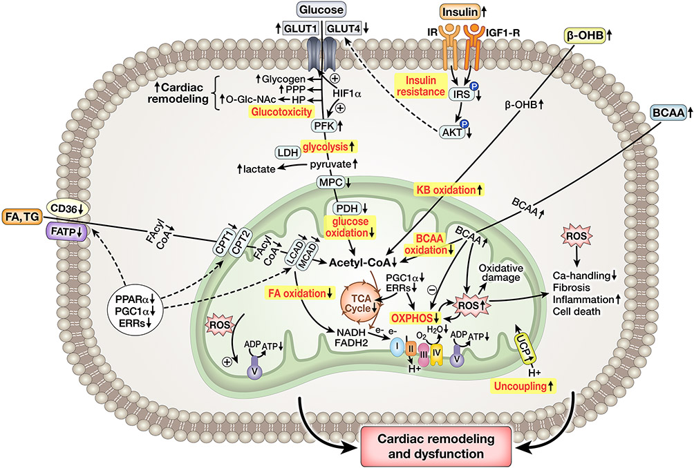 Figure 4: