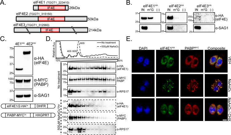 Biochemical analysis of eIF4E protein variants, Western blots, polysome profiles, and fluorescence microscopy images showing cellular localization under various conditions.