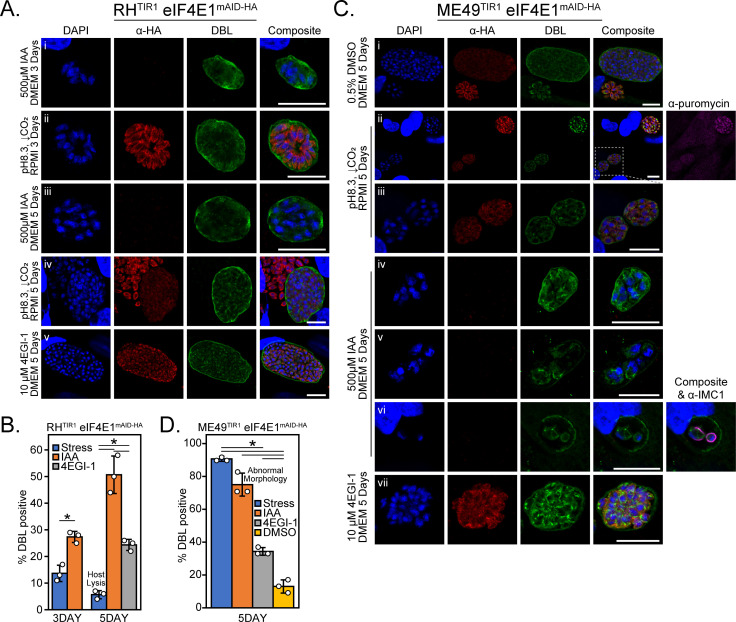 Fluorescence microscopy of cells expressing eIF4E1 with various treatments, bar graphs depict rates of bradyzoite formation, and images exhibit protein localization and bradyzoite formation under different conditions.