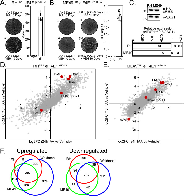 Biological experiment results of plaque assays comparing different treatments, Western blot for eIF4E1 expression, Volcano plots highlight significant mRNA changes, Venn diagrams showing gene expression differences across strains and conditions.