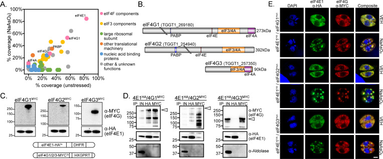 A scatter plot compares protein coverage of eIF4E1 interacting proteins, diagrams of eIF4G variants, Western blots for eIF4G isoforms, co-immunoprecipitation assays, and microscopy images of eIF4E1 cellular localization under stress.