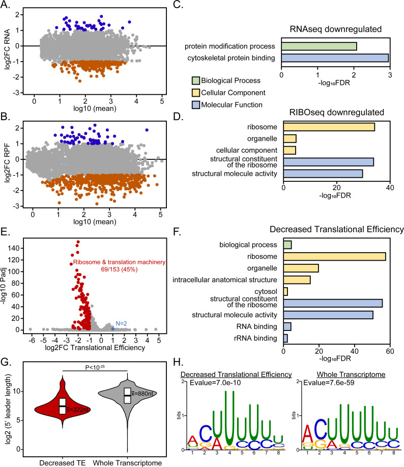 Gene expression and translational efficiency analysis with MA plots, Gene Ontology enrichment, 5 prime UTR length comparison, and sequence motif visualization for RNA and ribosome profiling data.