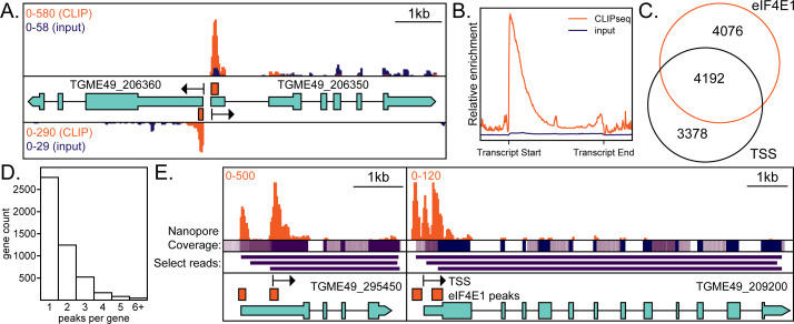 C L I P-seq and Nanopore data analysis depict eIF4E1 binding sites on gene models, enrichment across transcripts, distribution of peaks per gene, and overlap with transcription start sites.