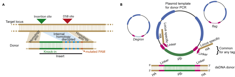 Figure 1