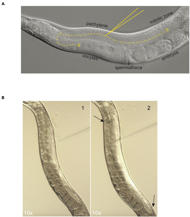 Figure 3