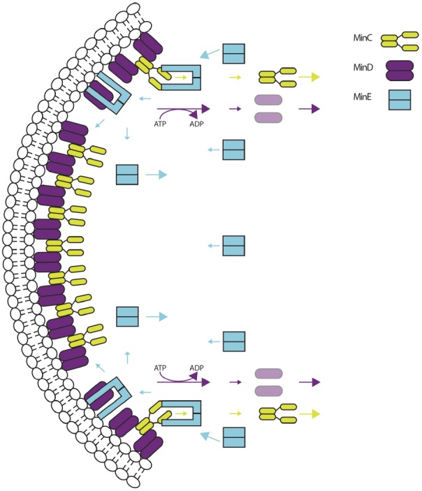 FIGURE 2