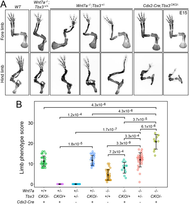 Fig. 6.