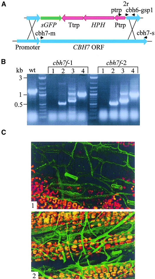 Figure 5.