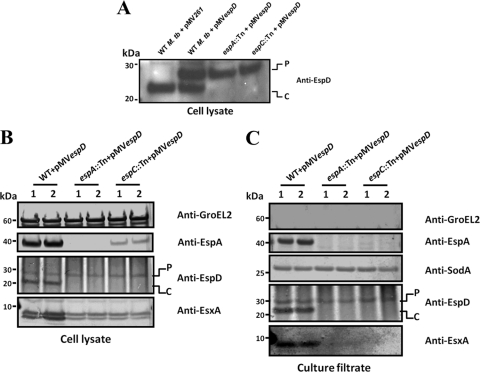 Fig 4