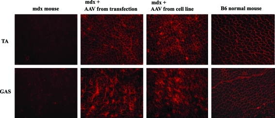 FIG. 6.