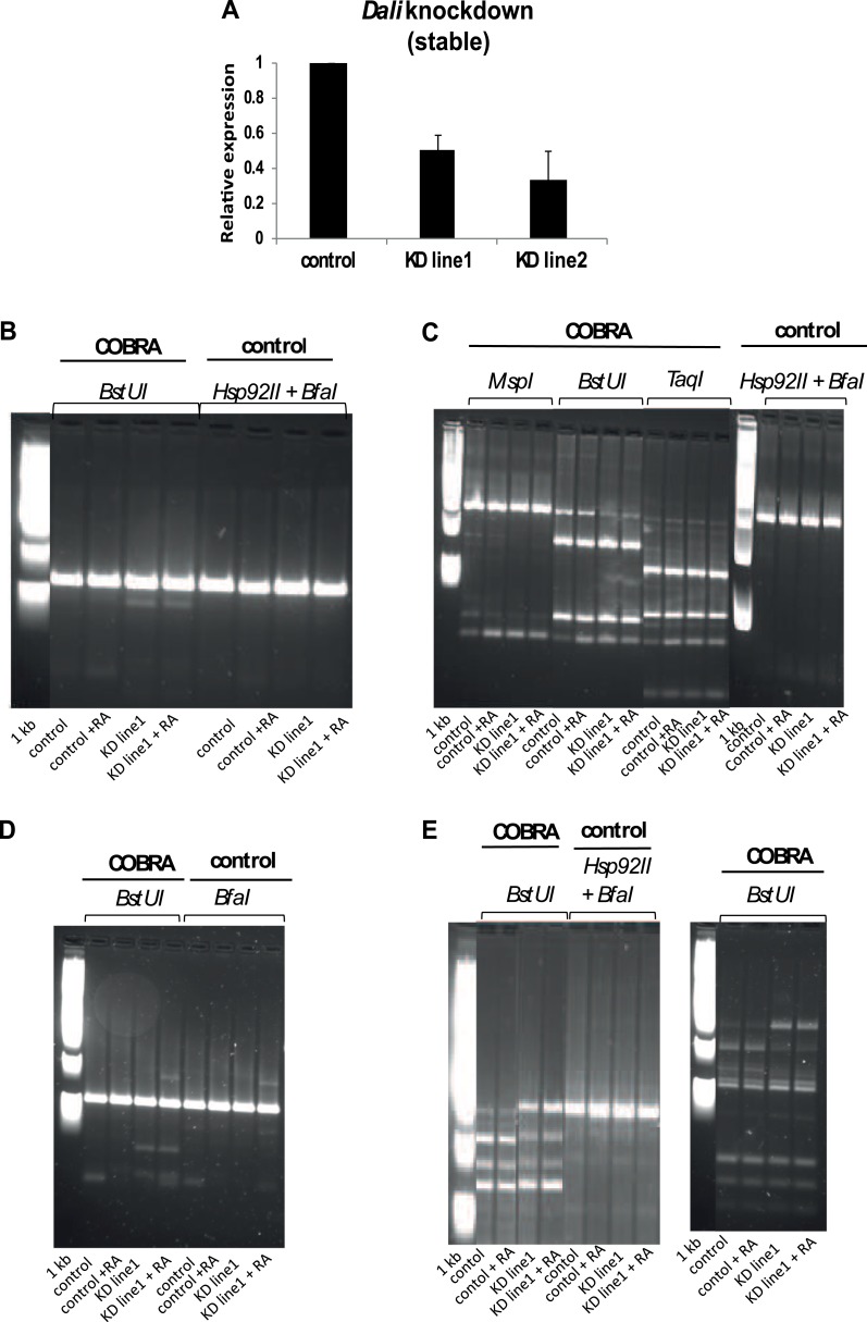 Figure 7—figure supplement 1.