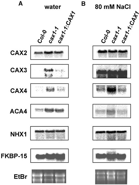 Figure 5.