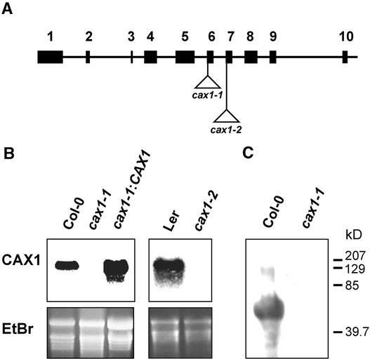 Figure 2.