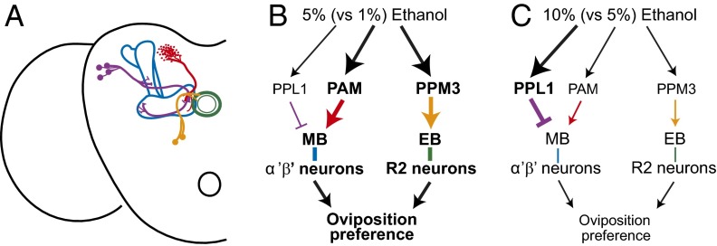 Fig. 5.