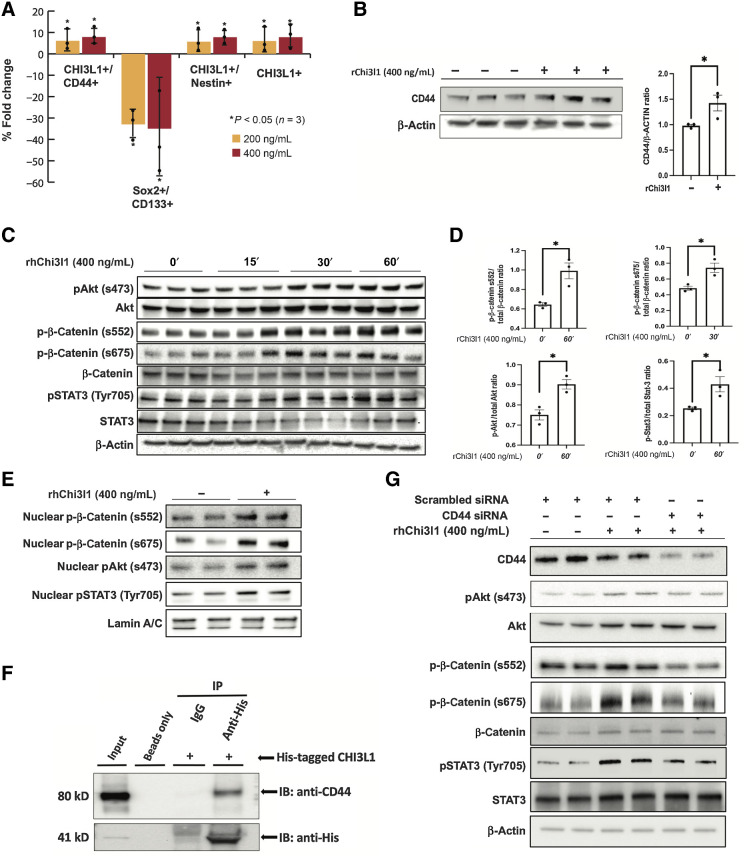 Figure 1. Chi3l1 interacts with CD44 and induces phosphorylation and nuclear translocation of Akt, β-catenin, and STAT3. A, Percentage of fold change of mesenchymal and proneural markers in GSCs following Chi3l1 treatment quantified by flow cytometry. n = 4. B, Left, Western blot analysis of CD44 in GSCs treated with or without Chi3l1. Actin was used as a loading control. Right, densitometric analysis of the Western blot results showing that GSCs treated with ChiL3 exhibit significant higher expression of CD44. The results are normalized to the expression of actin and are presented as mean ± SD from three independent experiments. C and E, Western blot analysis showing that incubation of GSCs with Chi3l1 induces significant phosphorylation and nuclear translocation of Akt (s473), β-catenin (s552 & s675), and STAT3 (Tyr705). Actin (C) or lamin A/C (E) were used as a loading control. D, Densitometry quantification of phosphorylation of Akt (s473), β-catenin (s552 & s675), and STAT3 (Tyr705). Results are presented as mean ± SD from three independent experiments. F, Protein lysates of GSCs (Input) were immunoprecipitated with beads only, His-tagged antibody, and isotype-matched IgG. Western blot was performed using CD44 antibody, which showed that Chi3l1 interacts directly and coprecipitates with CD44. G, Western blot analysis of phosphorylation of Akt(s473), β-catenin (s552 & s675), and STAT3 (Tyr705) in GSCs with siRNA targeting negative control (scrambled siRNA) or CD44 and treated with or without Chi3l1 showing that knockdown of CD44 inhibits the Chi3l1-induced phosphorylation of Akt, β-catenin, and STAT3. Significance was calculated with Student t test. *, P < 0.05.