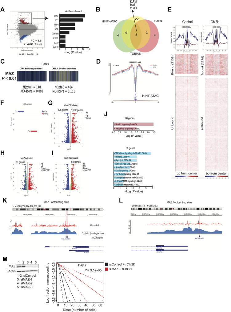 Figure 6. TF activity and RNA-seq integration identifies Chi3l1-activated MAZ as regulator of stemness in GSCs. A, Left, MA plot exhibiting differentially accessible sites following Chi3l1 exposure. Right, the corresponding motif enrichment at promoters with accessibility gain. B, Venn diagrams depicting TF activity consensus across the three TF activity platforms (DAStk, HINT-ATAC, and TOBIAS). C, Barcode plot encoding TF activity enrichment at MAZ motifs in Chi3l1-treated samples versus controls (P = 2.3E-05) using DAStk. D, HINT-ATAC aggregates footprint signal at MAZ motif in control versus treated samples (P = 0.06). E, Top plots show aggregate signals of TF binding across conditions (left, control; right, Chi3l1). Heatmaps depicting individual binding site signals show greater signal enrichment for bound sites compared with nonbound sites. Chi3l1 sample experienced an increase in bound site relative to control. F, Read count plot showing that MAZ is knocked down in siMAZ (siRNA) RNA-seq. G, Volcano plot displays differential gene expression following MAZ knockdown. NS, nonsignificant; up, upregulated in siMAZ; down, downregulated in siMAZ. H and I, Volcano plots depict differentially expressed genes following siMAZ [genes activated by MAZ (H) or repressed by MAZ (I)]. Green points emphasize differentially expressed genes with MAZ footprint/binding within their promoters. J, The activated or repressed genes by MAZ were queried for pathway enrichment. K and L, Examples depicting footprints within the promoters of MAZ-activated FOXO3 and MAZ-repressed ADAMS9. Footprints coincide with sites with (i) high binding scores and (ii) loss of signal within highly accessible sites that is characteristic of ATAC footprints. M, Knockdown of MAZ expression in GSCs rescues the activation of self-renewal induced by Chi3l1.