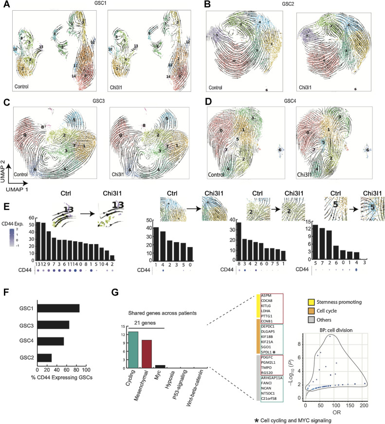 Figure 4. RNA velocity predicts significant cell state transition changes following Chi3l1 exposure. A–D, Velocity fields derived from the dynamical model (scVelo) are visualized as streamlines and projected unto UMAP embedding of anchored cells. Cells are colored by predefined clusters. E, Detection of driver genes. Genes were ranked on the basis of likelihood scores and assigned a percentile rank. Perturbation percent/fraction refers to the fraction of the top quartile driver genes that are displaced as top likelihood ranking genes following Chi3l1 exposure. F, Percentage of cells expressing CD44 per GSC. G, Driver genes that have reproducibly experienced significant changes across GSCs following incubation with Chi3l1. Genes are classified by pathway enrichment and biological function. Finally, biological process enrichment of the conserved, perturbed driver genes shows significant enrichment for cell division.