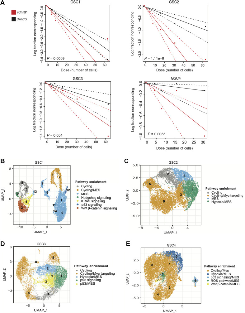 Figure 2. Functional role of Chi3l1 on self-renewal and corresponding single-cell characterization of GSCs subpopulations. A, Quantification of self-renewal changes across multiple GSCs following 14 days of incubation with recombinant Chi3l1. B–E, UMAP of GSCs colored by the most significantly enriched pathways for GSC1 through GSC4. These projections represented integrated control and Chi3l1-treated single-cell data per GSC. The clusters were anchored to facilitate cross condition comparison between cells of the same functional identity.