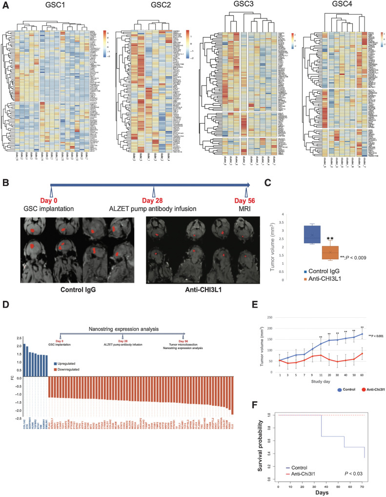 Figure 7. Chi3l1 induces a MAZ-regulated transcriptional network and anti-Chi3l1 blocking antibody inhibits glioblastoma growth in orthotopic xenografts. A, Hierarchically clustered heatmaps showing that MAZ-regulated genes are relatively highly expressed in clusters that have experienced significant cell transition changes following Chi3l1 exposure. B, MRI images of 16 mice treated with control IgG (8) or anti-Chi3l1 antibody (8), with segmented and reconstructed tumors pseudocolored in red. C, Volumetric surface quantification of control IgG (blue)- and anti-Chi3l1 (orange)–treated tumors (n = 8 animals per antibody group; t test: **, P < 0.009). D, Waterfall plot showing genes up- (blue) and downregulated (orange) following anti-Chi3l1 treatment. E, Quantification of subcutaneous flank tumor volume. Treatment with anti-Chi3l1 results in significant inhibition of flank tumor growth (P < 0.001). F, Kaplan–Meier survival curve of mice bearing subcutaneous flank glioblastomas treated with anti-Chi3l1 (n = 5) or control IgG (n = 6). Treatment with anti-Chi3l1 results in significant survival benefit (χ2 = 4.7, df = 1, P < 0.03).