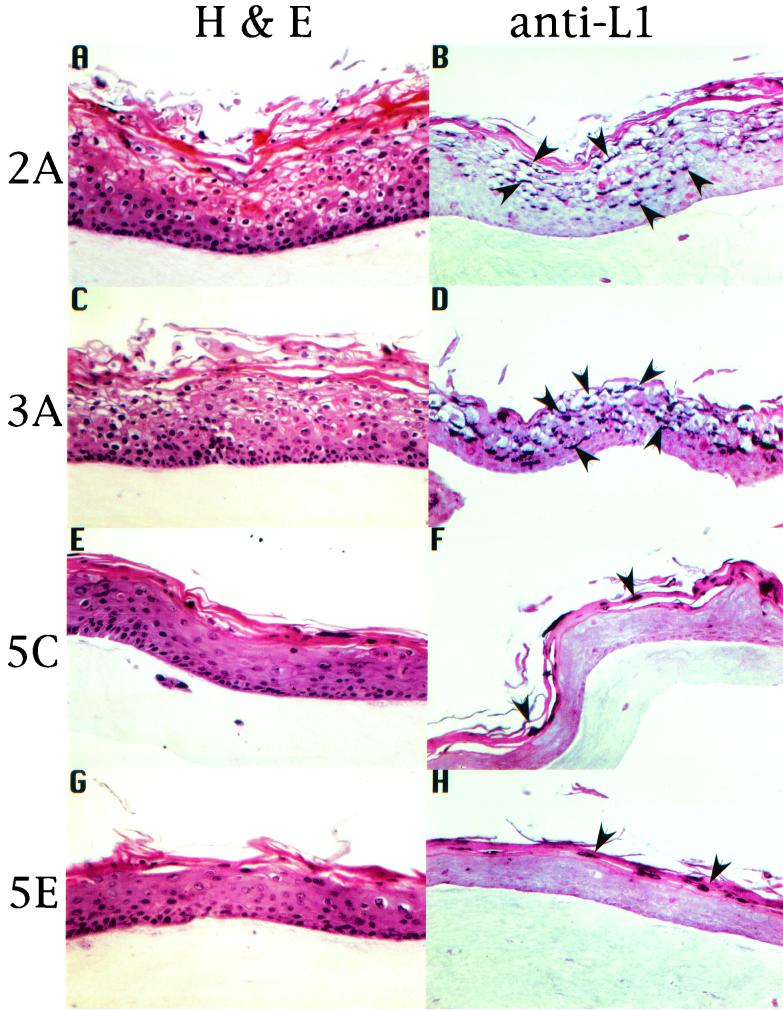 FIG.3.