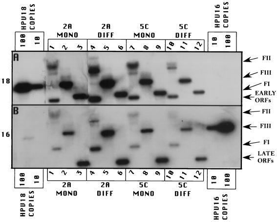 FIG. 5.