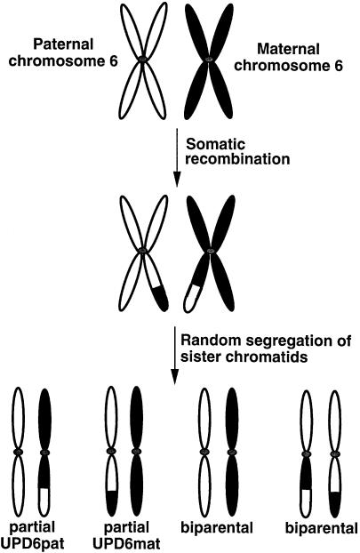 Figure  1