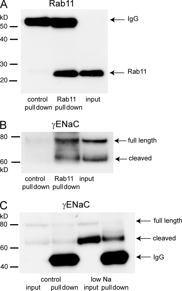 Figure 5.