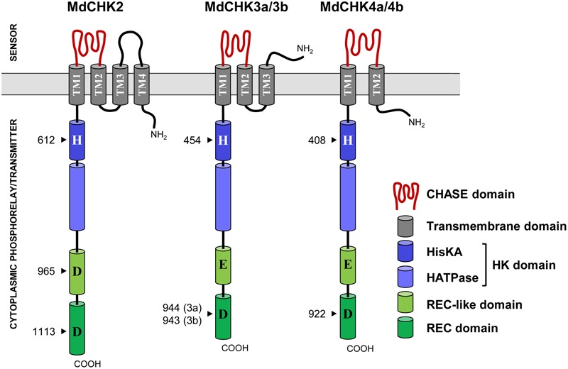 FIGURE 2