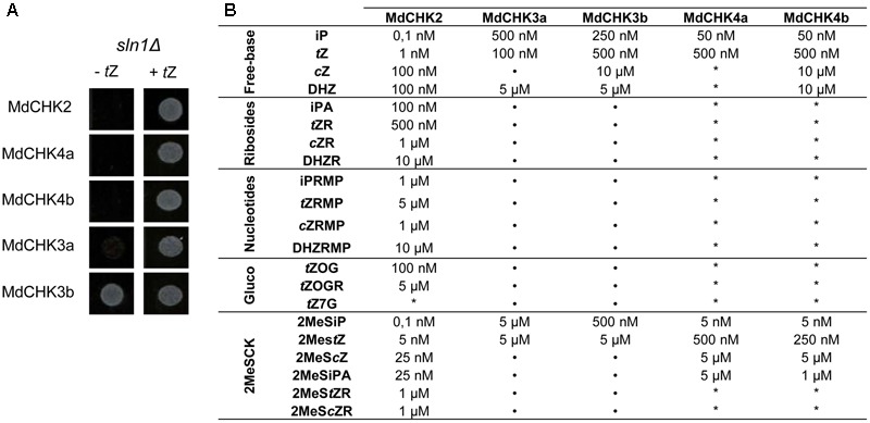 FIGURE 3