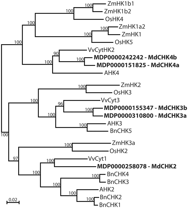 FIGURE 1