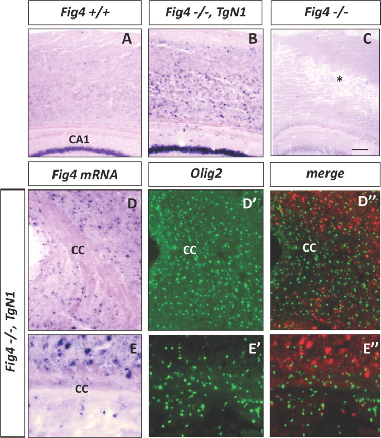 Figure 10.