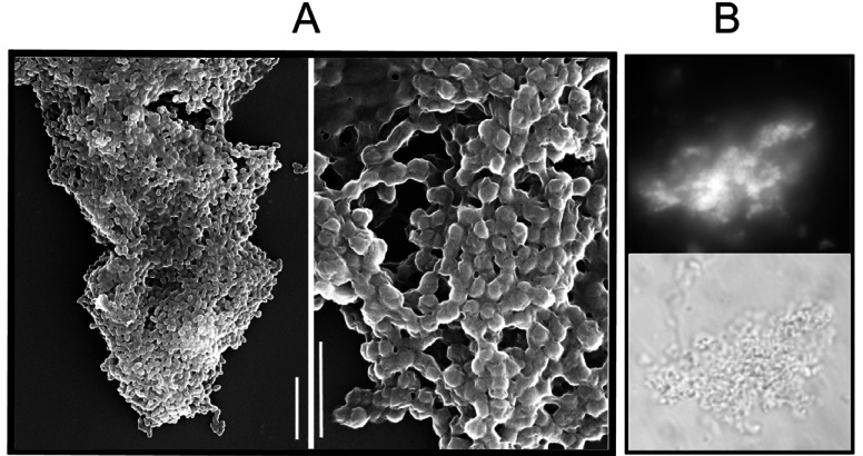 Fig. (2)