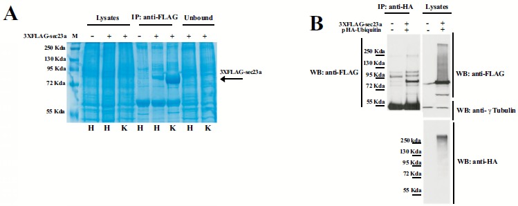 Fig. (2)