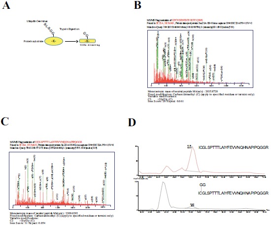 Fig. (3)