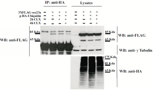 Fig. (1)