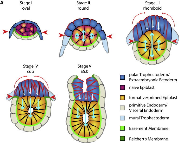 Figure 7